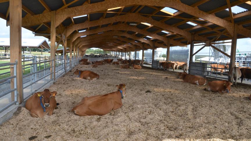 Het miscanthusstrooisel wordt slechts om de zes maanden vernieuwd. Tijdens het melken wordt het strooisel wel elke morgen omgewoeld met een rotoreg om het vocht eruit te verwijderen.