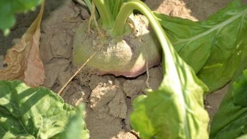 Bieten kenden bij de groei in 2018 een ‘mechanische’ weerstand en hadden dan neiging om boven de grond te groeien.