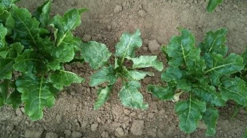 ‘Zilver’bieten hebben bladeren met een zilveraspect (blauw-grijs) en zijn aangetast door de bacterie ‘Curtobacterium fl. f.sp betae’.