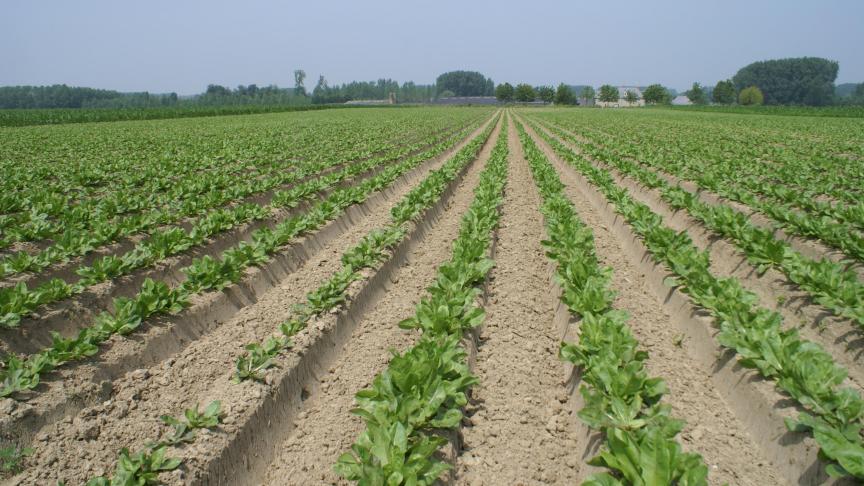 Via veredeling, selectie en productie kan het project nieuwe opportuniteiten bieden aan producenten van witloof, andijvie en radicchio.