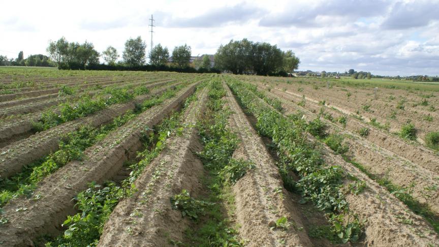 biologischeonkruidbestrijding