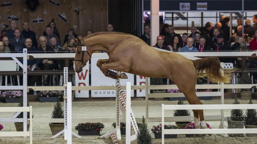 Q’Chacco Blue imponeerde met zijn lichaamsgebruik en macht op de sprong.