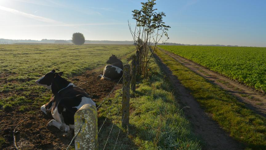 MTC moet zorgen voor een stabielere voedermarge en een hogere melkprijs.