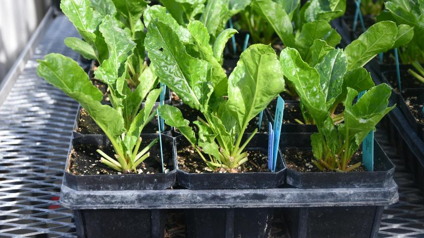 Op basis van de genetica van het Amerikaanse zaadbedrijf Betaseed is de biet na maïs het tweede grootste bedrijfssegment van Limagrain België.