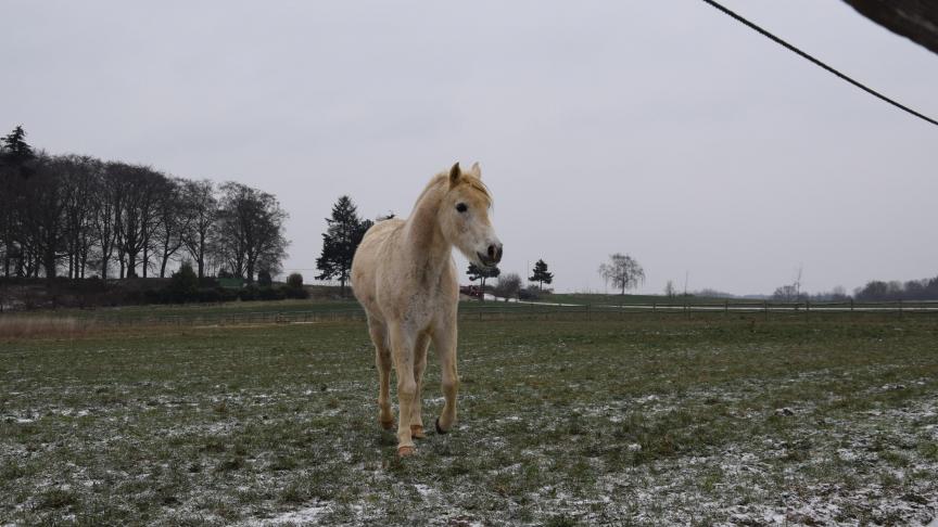 Momenteel voorziet de wet dat er beschutting moet worden voorzien voor paarden en paardachtigen - AV
