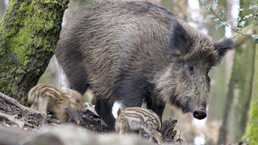 Het parket van Luxemburg bevestigt de inverdenkingsteling en aanhouding van twee personen in het gerechtelijk onderzoek naar de ontdekking van het Afrikaanse varkenspestvirus in de Gaumestreek.