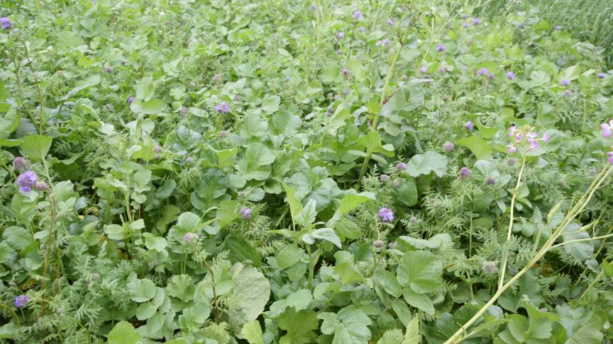 Zet je meerdere soorten, zoals bij groenbemesters, dan krijg je ook een grote diversiteit aan micro-organismen en zijn er minder ziekteverwekkers.