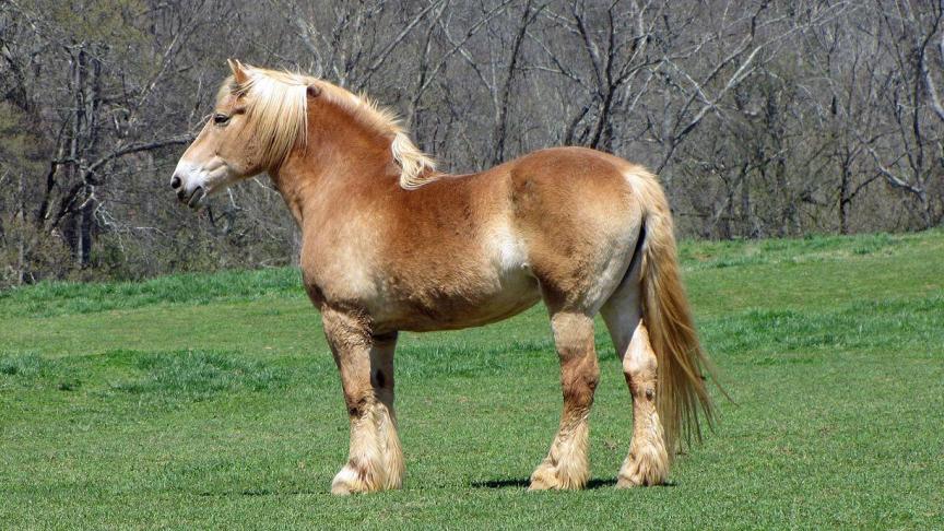 Velen delen de liefde voor het Belgisch Trekpaard, maar bestuurlijk is de sector verdeeld.