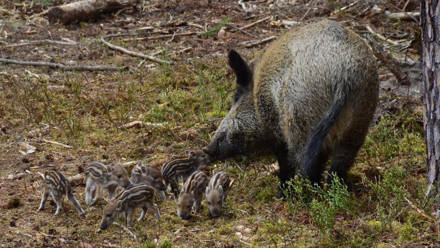 De raadkamer van Aarlen heeft, in het gerechtelijk onderzoek naar de ontdekking van de Afrikaanse varkenspest, alvast de aanhouding van één van de verdachten met een maand verlengd.
