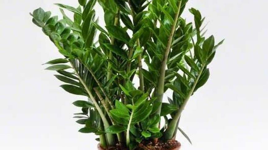 Zamioculcas