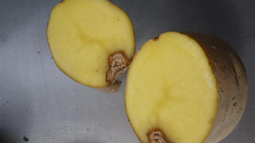 Phoma is een andere ziekte dan fusarium, maar kan er maar moeilijk van
onderscheiden worden - Bron: PCA