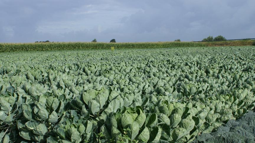 De spruitkooltelers dreigen dan maar zelf de verwerking in de hand te nemen.