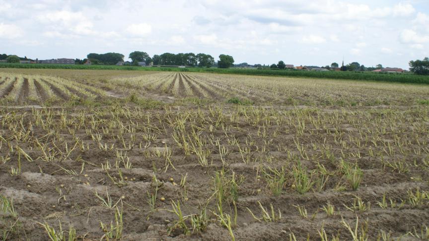 Loofklappen zorgt ervoor dat het loof zeer snel verdwijnt.