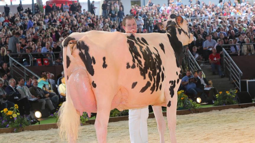 Ludovic Feys bij de voorstelling van Hay River, waarmee hij de 5 de plaats behaalde op de laatste Europese Confrontatie in het Franse Colmar. Dat was het tweede beste Belgische resultaat ooit.