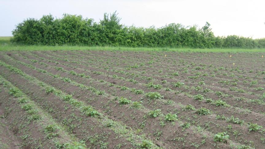 Er komt geen verbod op de onkruidverdelger chloorprofam.