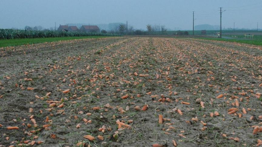 De nieuwe fusieplant van ILVO bestaat uit cellen van wortels en selder.
