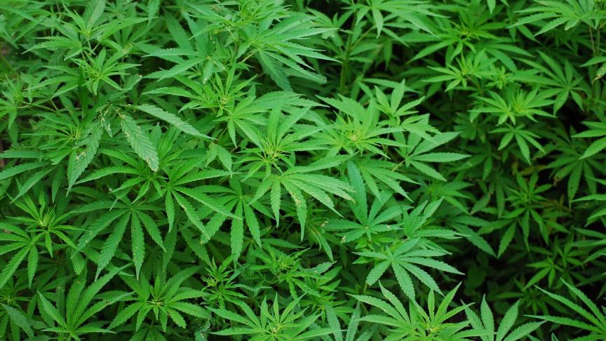 Rendocan kreeg op de site van Agropolis de exclusieve rechten om een onderzoeksfaciliteit te ontwikkelen voor de productie en verwerking van medicinale cannabis.