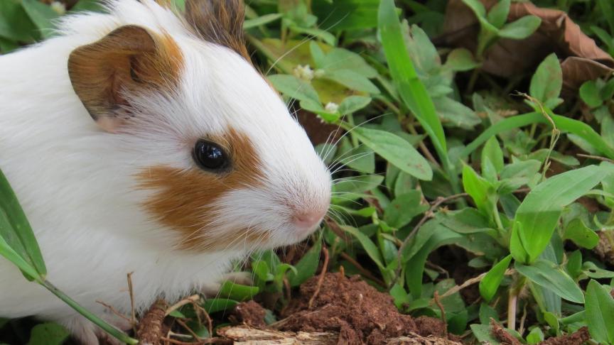 In de gebieden waar de hamster nog voorkomt, kunnen landbouwers een beheerovereenkomst sluiten voor aanleg en onderhoud van een luzernestrook en/of voor de inzaai van een hamstervriendelijke nateelt kort na een vroeg geoogste teelt.
