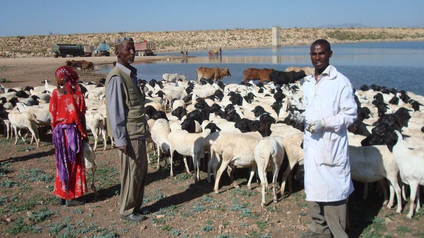 De FAO heeft onder meer als taak te helpen honger in kaart te brengen en te bestrijden, zoals hier met een vaccinatieprogramma voor vee in Ethiopië.