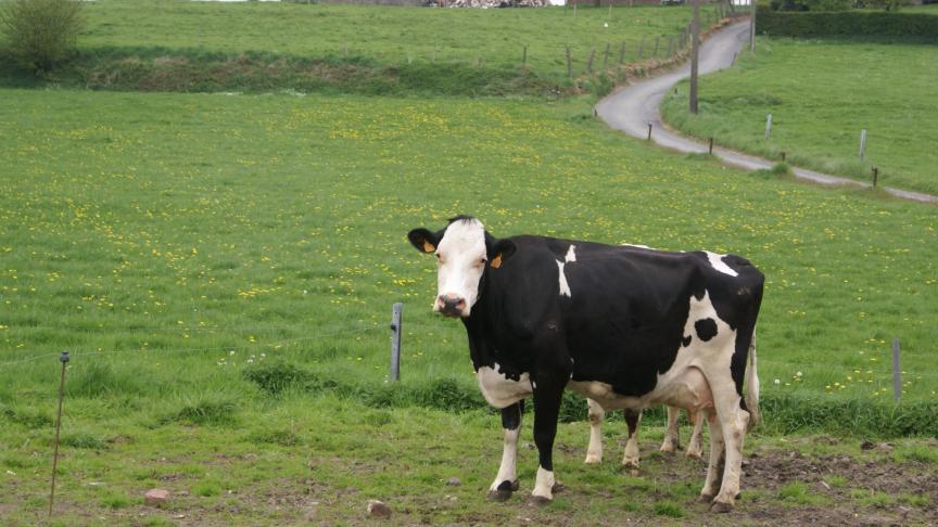 Zuivelprijzen zitten in de lift, aldus de FAO.