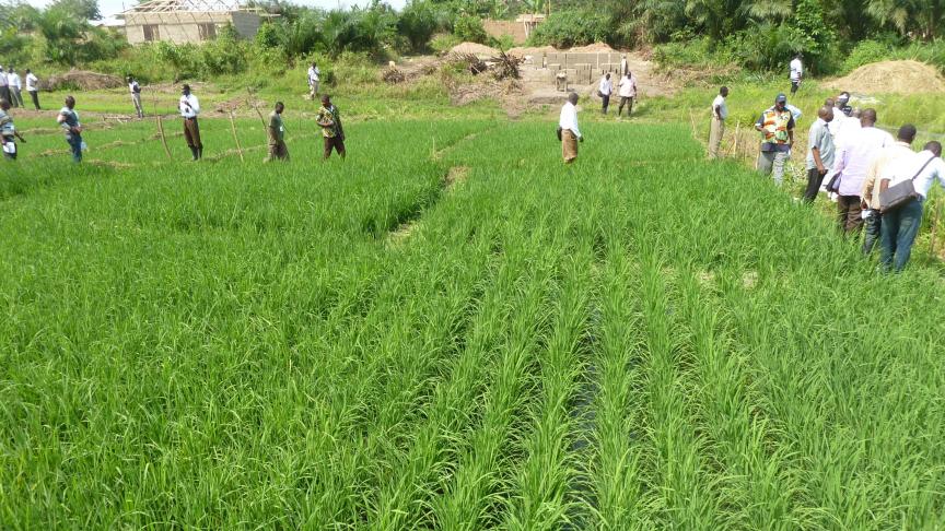 De EU wil op het gebied van landbouw een duurzaam, strategisch partnerschap aan gaan met de Afrikaanse Unie.