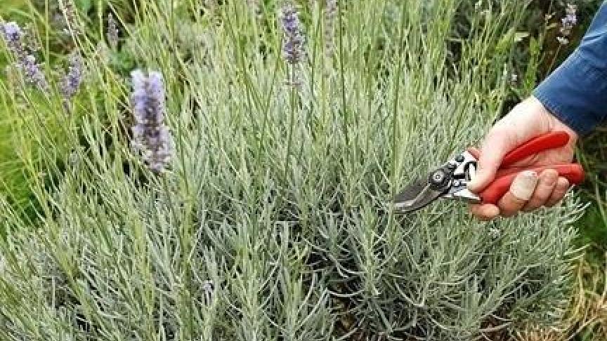 Lavendel wordt teruggesnoeid tot net boven het verhoute deel van de stammetjes