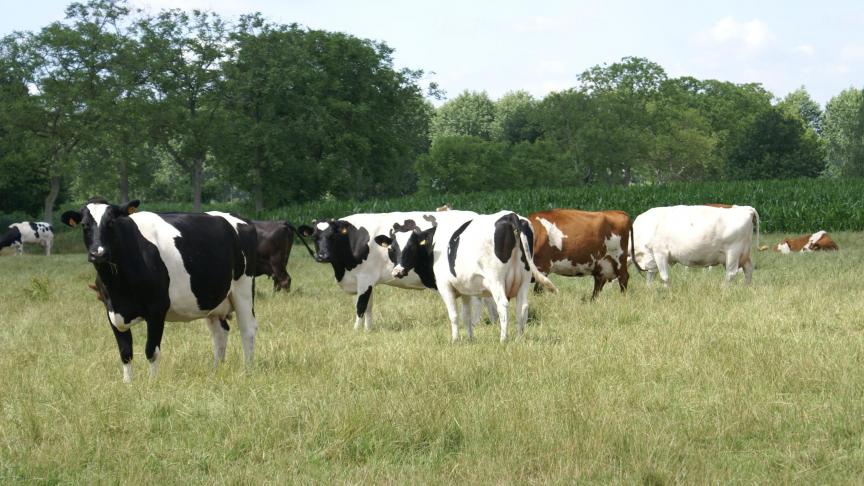 De melkprijs ging in februari omlaag.