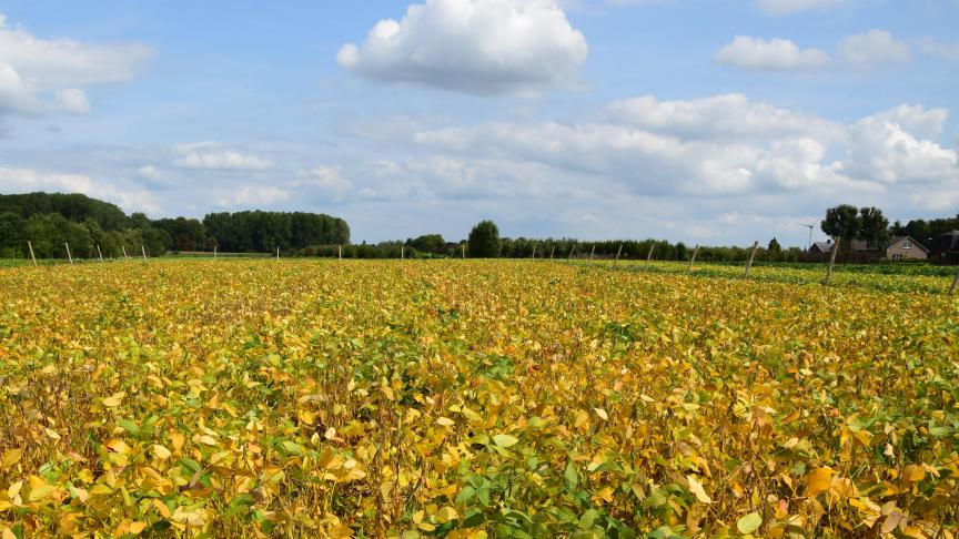 BBL wil dat mensen een meer plantaardig dieet eten, en dat importsoja van ver wordt ingeruild voor eiwitbronnen van dichtbij, zoals lokaal geteelde soja.