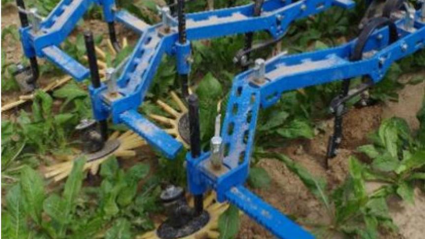 Vingerwieders kunnen hele kleine onkruiden van maximum twee bladstadia  wegwerken.