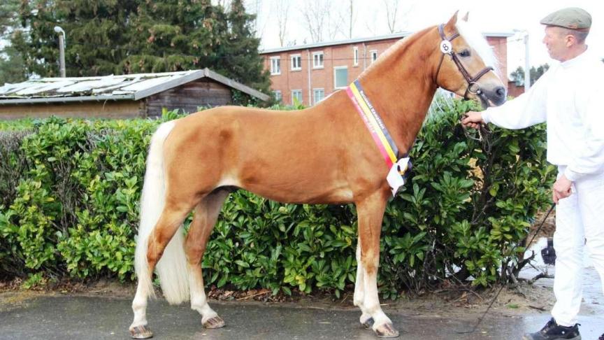 Sternblick de l’Our van Bruno Ronsijn uit Voorde won de wedstrijd.