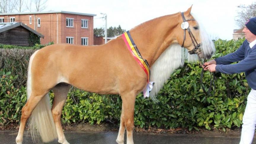 Door eliminatie werd liz. Wales  vice-kampioen.