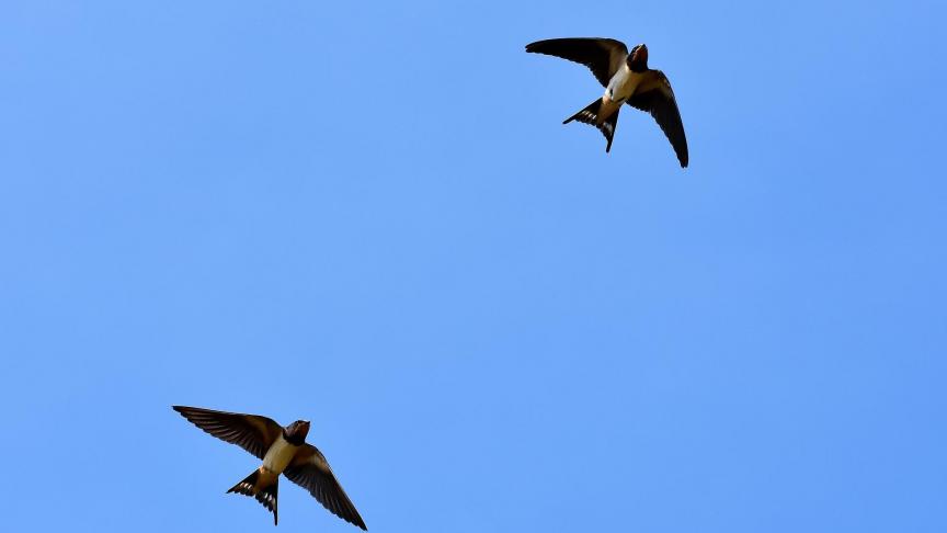 swallows-3850033_1920