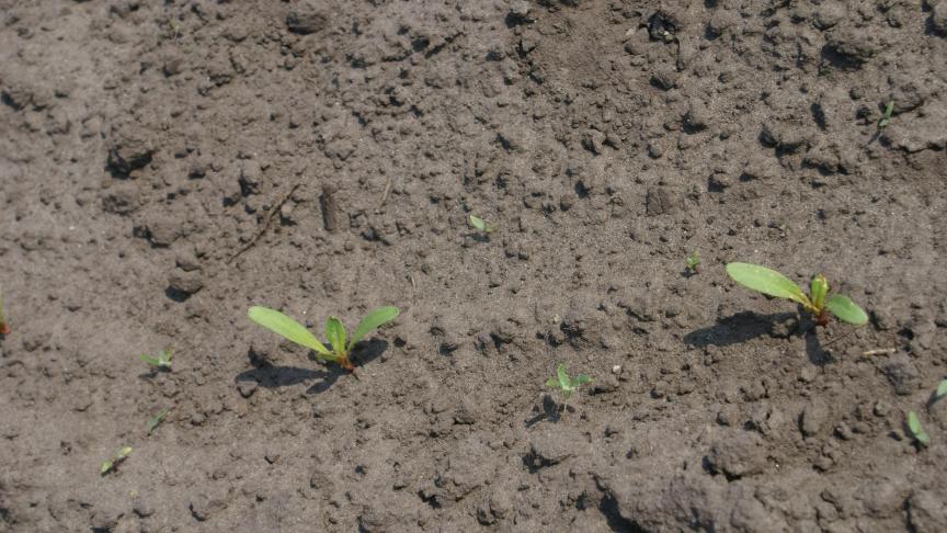 De onkruidbestrijding in bieten wordt een uitdaging met een steeds kleiner gamma aan producten.