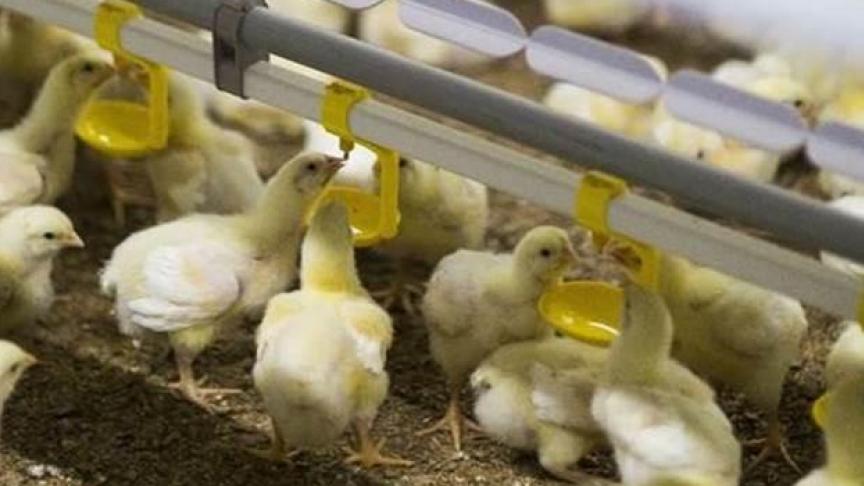 Kuikens drinken van gezuiverd regenwater.