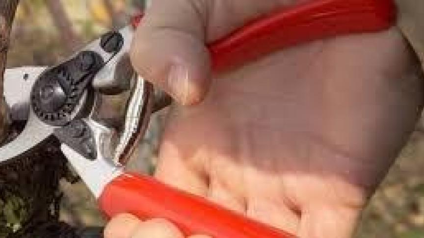 Enkele basisprincipes en een beetje plantenkennis volstaan om de siertuin te snoeien met een goed resultaat.