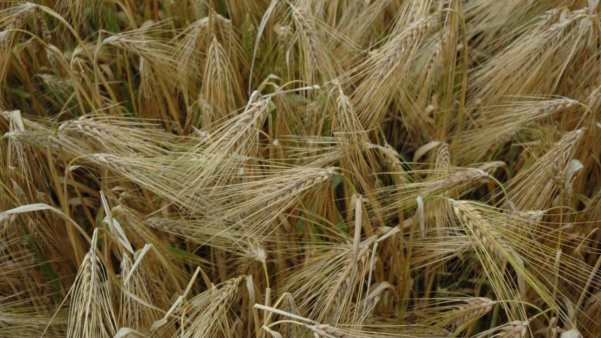 In de behandelde percelen wintergerst  werden op twee van de drie percelen in beperkte mate bladluizen waargenomen.