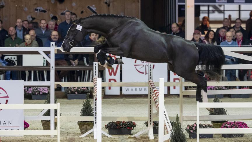 Quilepo van de Helle (Castelino van de Helle x Claudio) behoort tot de groep 3-jarige hengsten die werd goedgekeurd.