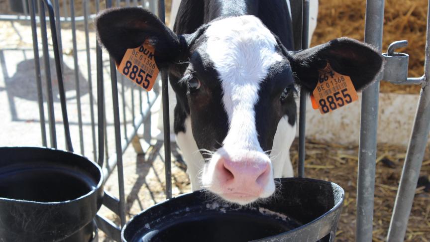 Vanaf de geboorte proper en voldoende drinkwater voorzien bij kalveren is belangrijk.