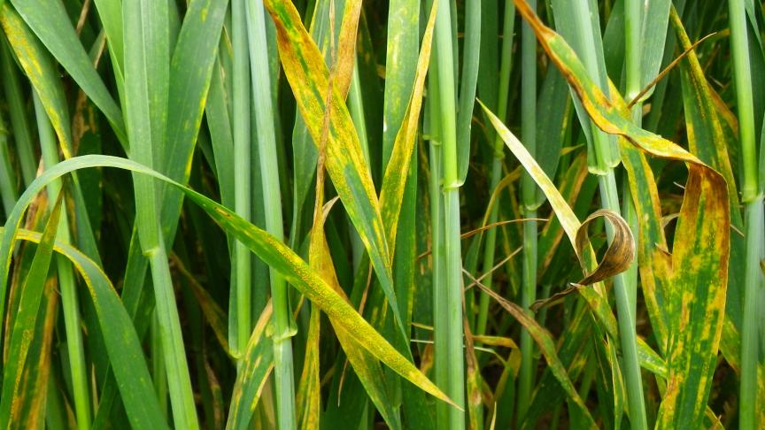 Gele roest verschijnt in haarden in het veld.