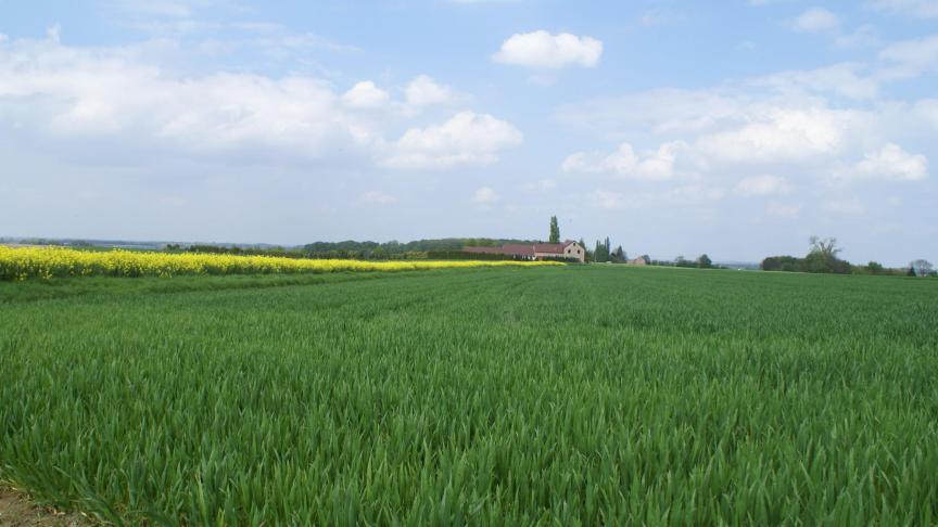 De wereldwijde graanoogst voldoet niet aan het verbruik dit jaar.