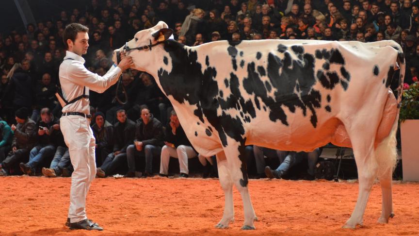 Het dak ging er af bij de Belgische overwinning van Talentueuse de Grandcourt (v. Goldday) van Guy en Florence Jonette en Claire Bouvy.
