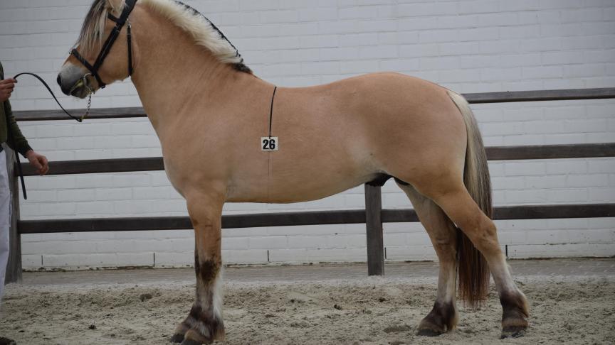 De driejarige Swing was de topper van de keuring en is één van de 14 beschikbare hengsten.