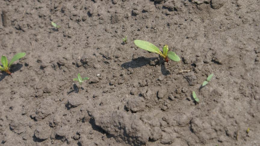 De ontwikkeling van onkruid werd bevorderd, waardoor de dosis van het FAR-mengsel moest worden aangepast.