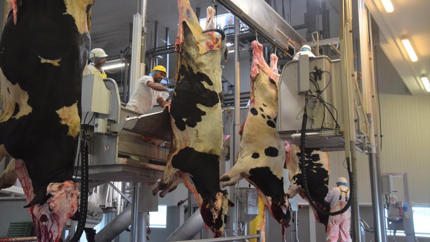 Een mobiel Vlaams controleteam zal overal in Vlaanderen onverwacht slachthuizen kunnen controleren. Deze dierenartsen zullen vooral controleren op dierenwelzijn.