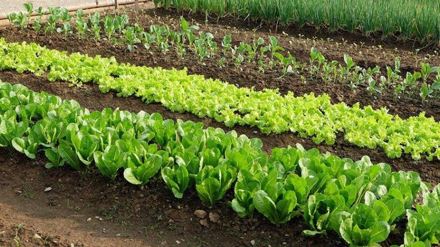 Teeltafwisseling zorgt voor een gezondere bodem en een betere opbrengst in de moestuin.