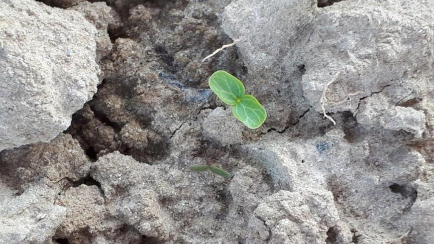 Stem de dosis van het FAR systeem af aan het stadium van de onkruiden en de bieten, zeker nu de onkruiden zich snel ontwikkelen door de hogere temperaturen.