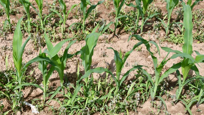 De onkruidbestrijding is niet weg te denken om een goed presterend maïsgewas te verkrijgen.