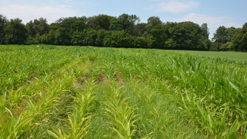 De bestrijding van gierstgrassen vraag een voldoende bodemvochtigheid.