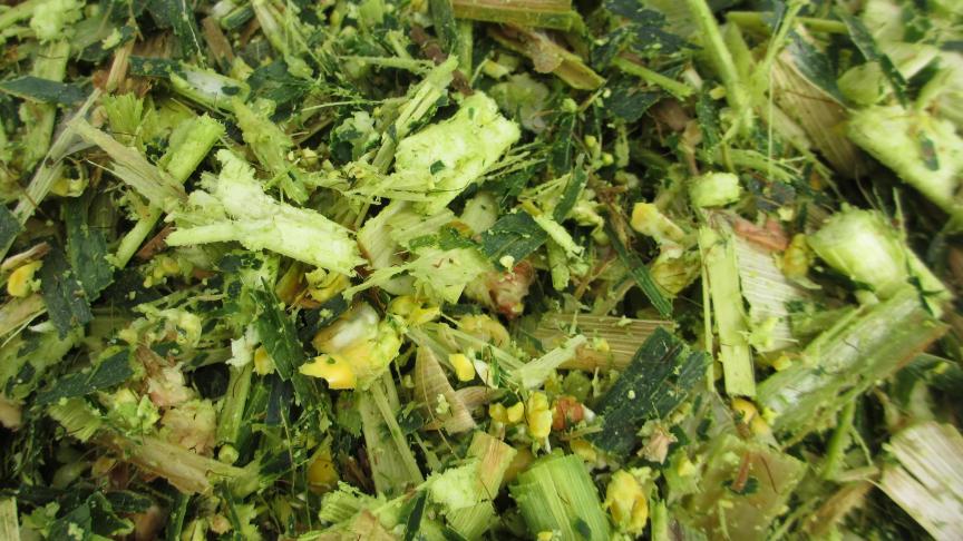 Het rantsoen op basis van ‘verscheurde’ maïs (de korrels zijn verpulverd). De techniek is ook gekend onder de naam Shredlage.