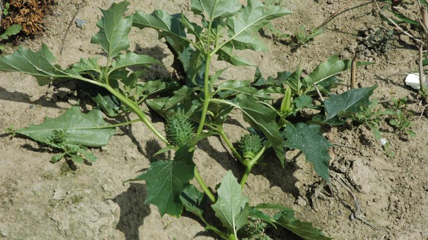 Als de plant te ontwikkeld is, kan je het best manueel verwijderen met het gebruik van handschoenen.